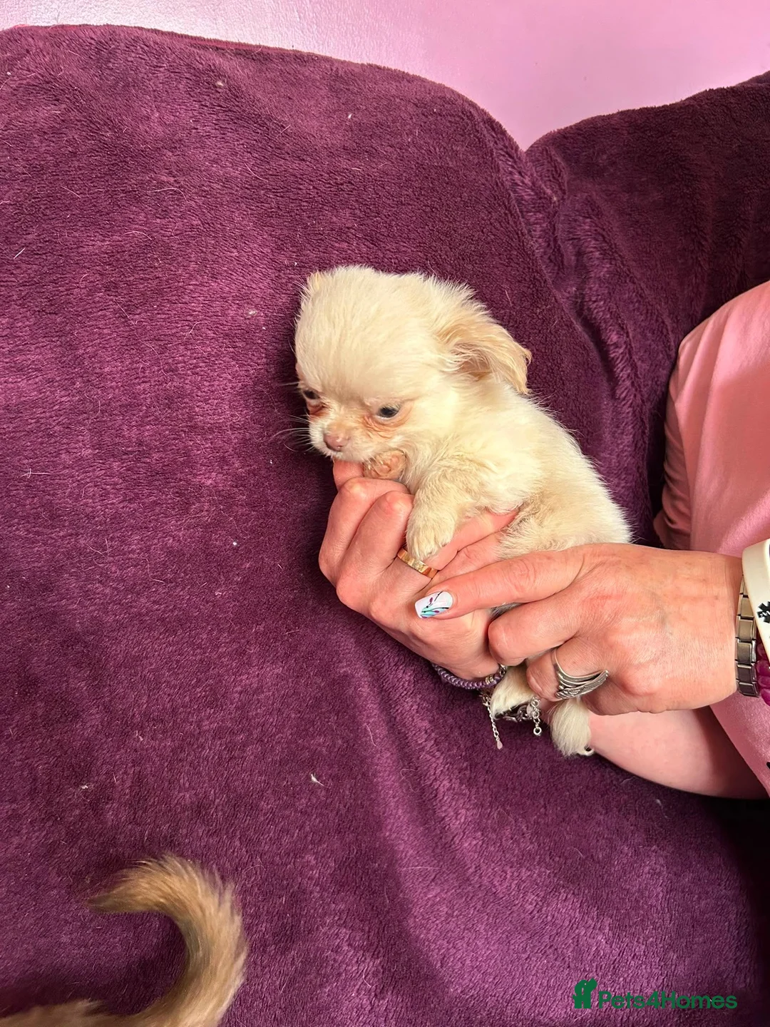 Chihuahua dogs for sale: Outstanding tiny tiny chichahua  - Advert 27