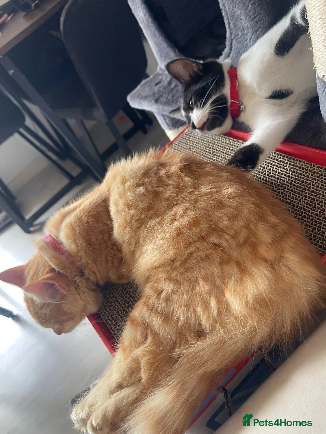 Mixed Breed cats for sale: Ghost /Breed is mixed (tuxedo, maine coon, tortie) - Advert 6