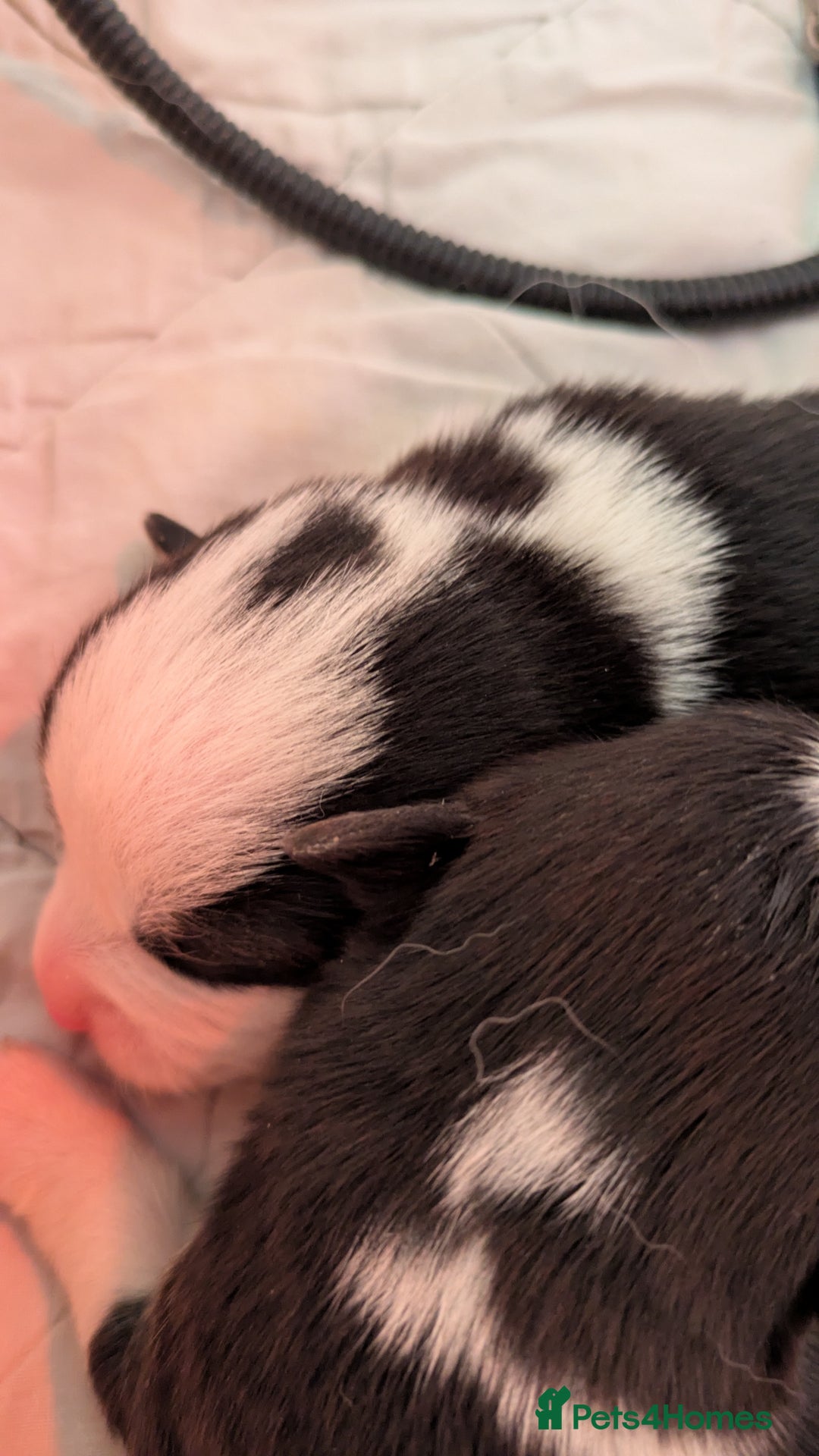 Welsh Corgi Pembroke dogs for sale: Well bred pembs pups DNA clear - Image 1
