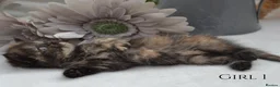 Persian cats for sale: Adorable Purebred Persian Kittens!!! - Advert 14