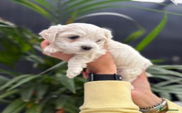 Maltipoo dogs for sale: ❤️Maltipoo beutifull puppies healthy checked❤️😍🥰 - Image 16