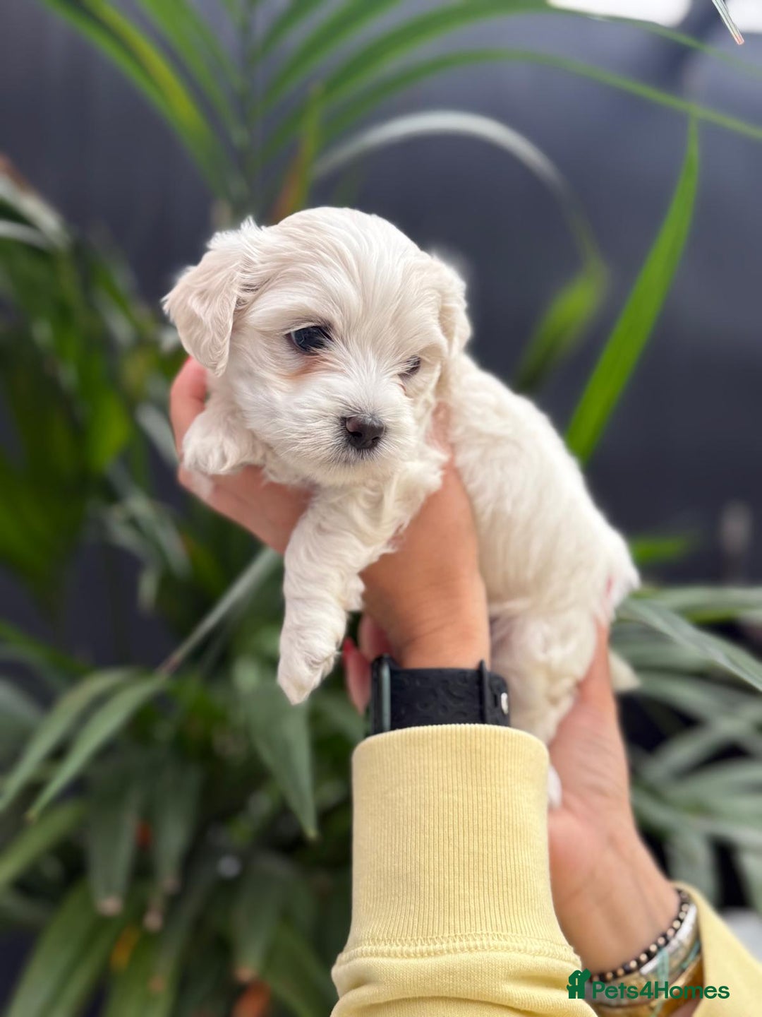 Maltipoo dogs for sale: ❤️Maltipoo beutifull puppies healthy checked❤️😍🥰 - Image 16