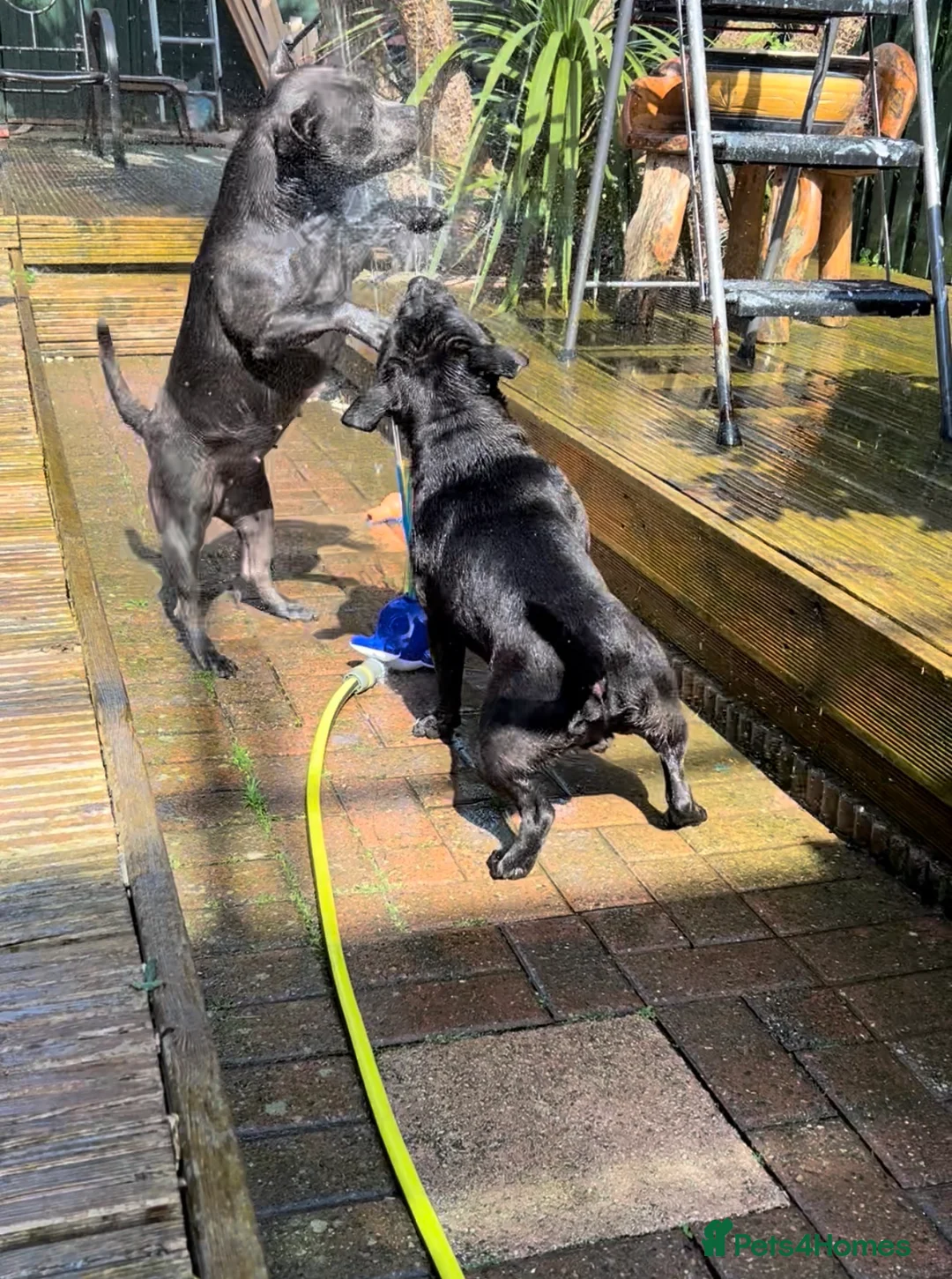 Staffordshire Bull Terrier dogs for sale: Blue & Black Staffordshire bull terrier pups - Advert 13