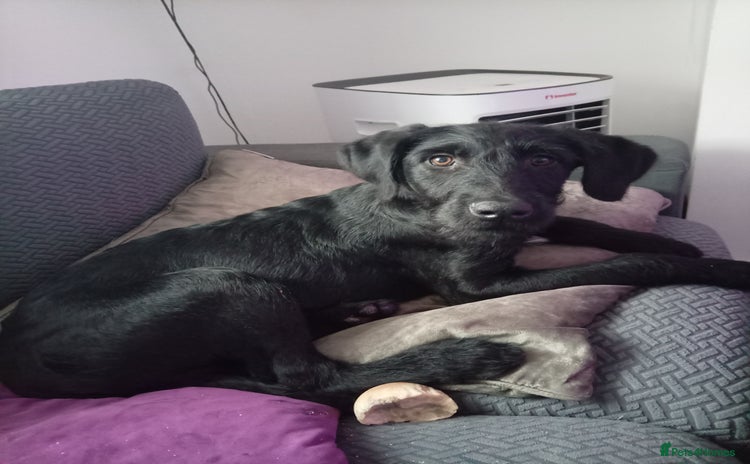 Labradoodle dogs JUST 1 LEFT: Labradoodle pups - Advert 4