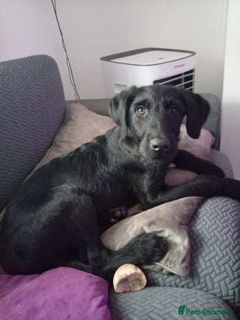 Labradoodle dogs JUST 1 LEFT: Labradoodle pups - Advert 4