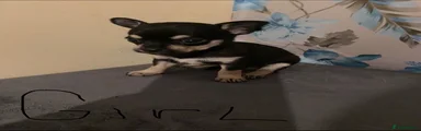 Chorkie 3