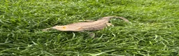 Bearded Dragon reptiles for sale: Bearded dragon  - Advert 3