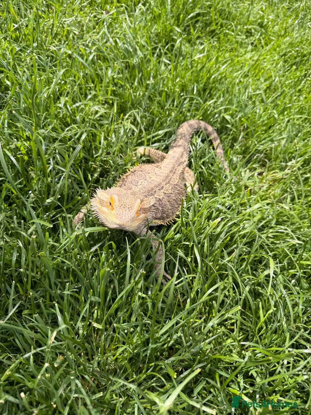 Bearded Dragon reptiles for sale: Bearded dragon  - Advert 3