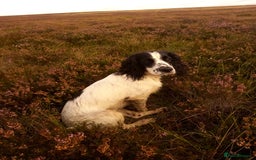 Cocker Spaniel dogs for sale: WCS bitch with working parents - Image 2