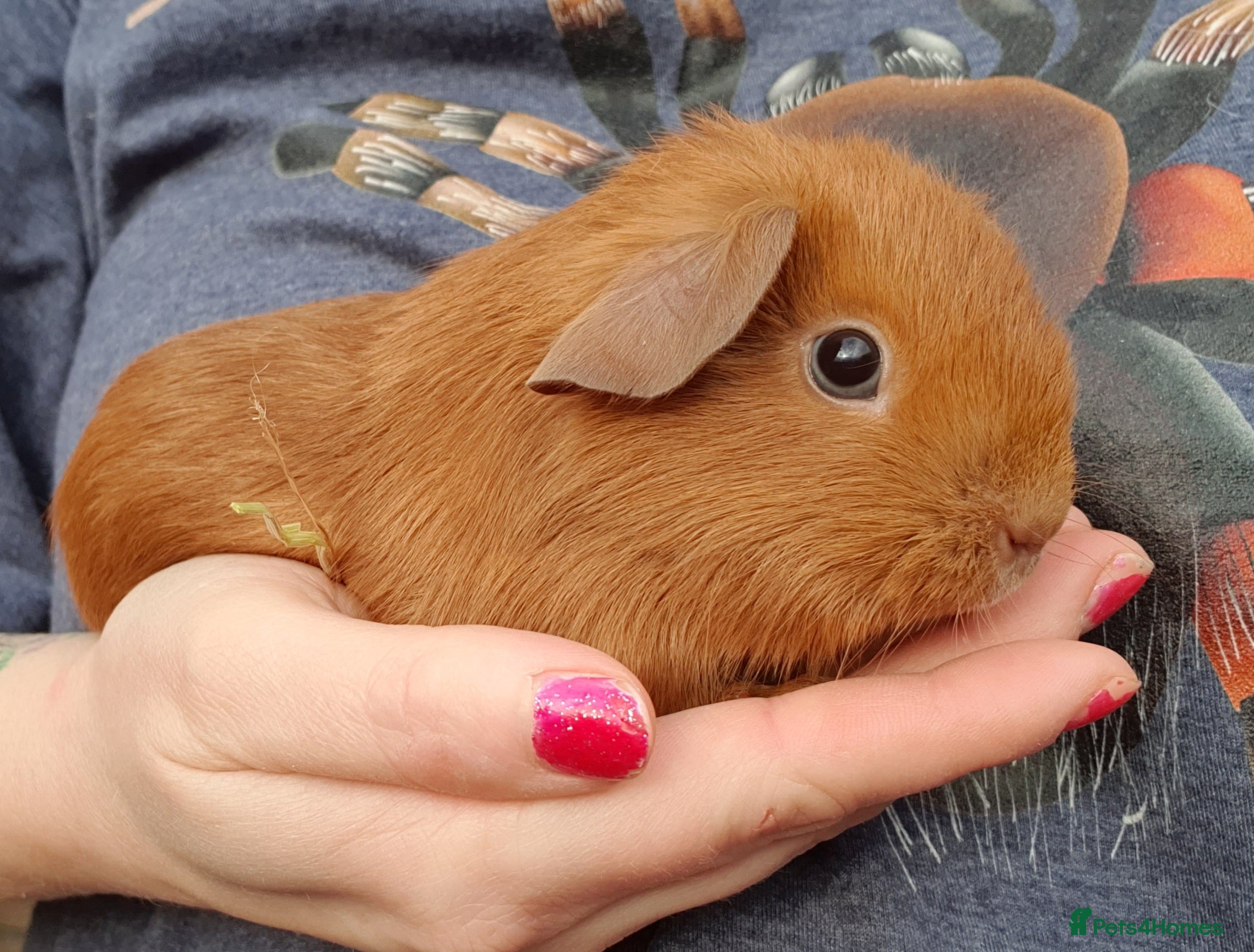 Guinea Pig rodents guinea pigs  - Advert 20