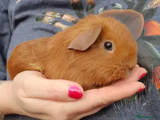 Guinea Pig rodents guinea pigs - Advert 20