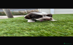 Cocker Spaniel dogs for sale: Cocker spaniel puppies 6girls 1boy ready now - Image 7