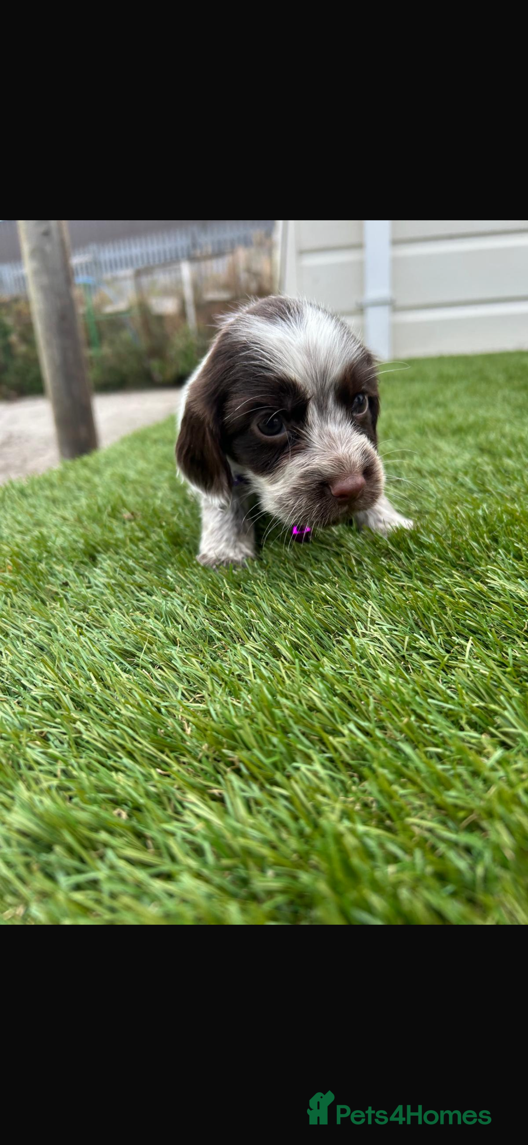 Cocker Spaniel dogs for sale: Cocker spaniel puppies 6girls 1boy ready now - Image 7
