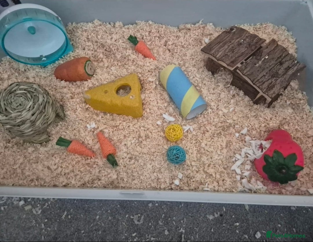 Hamster rodents for sale: Serian hamster. Black, female - Image 6