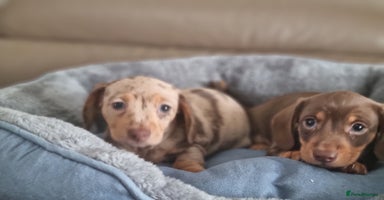 Miniature Dachshund dogs - Advert 1