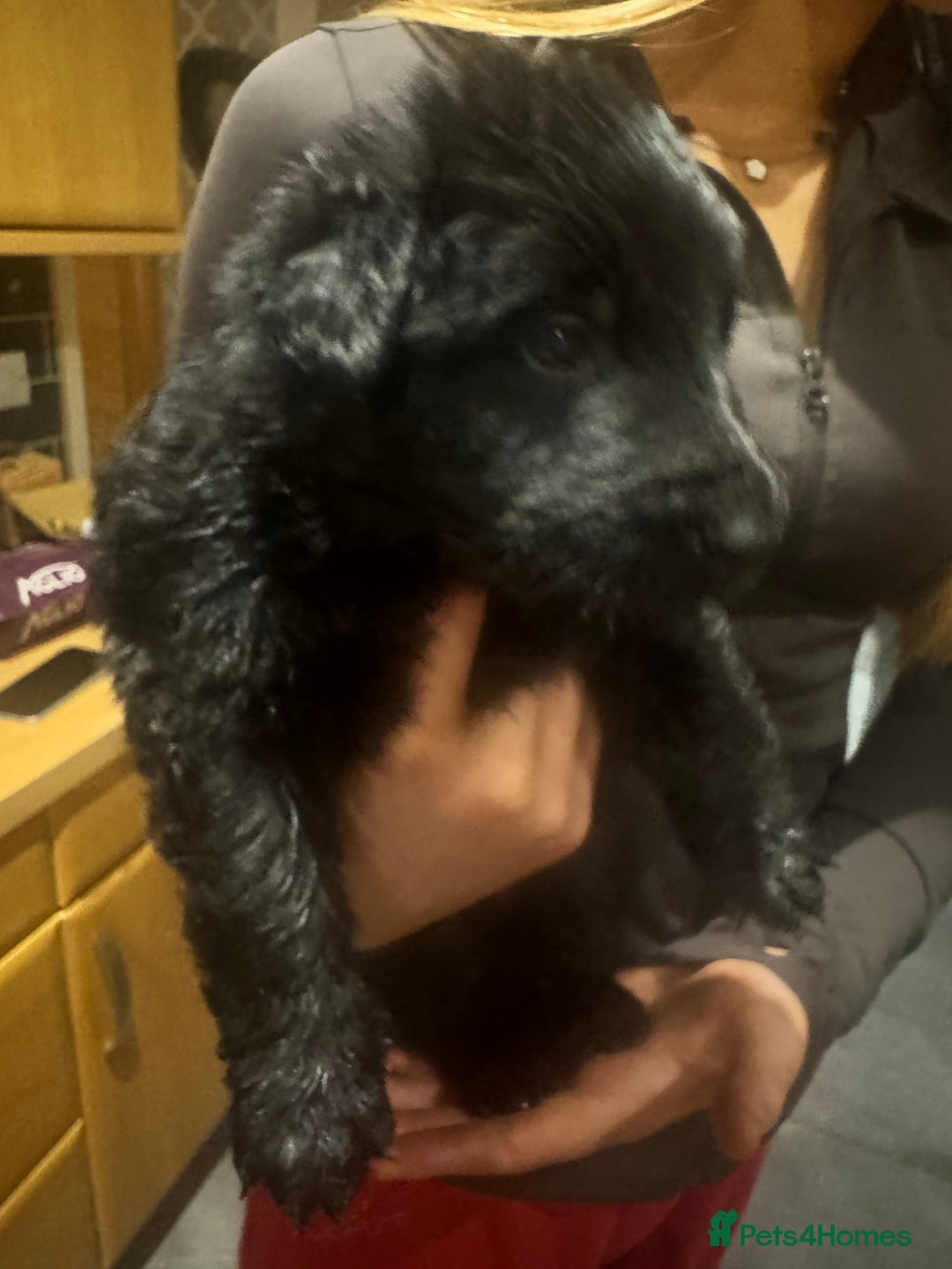 German Shepherd dogs for sale: Rockforce Long Haired German Shepherd Puppies - Advert 19