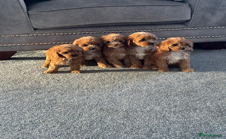Cavapoo dogs - Advert 7