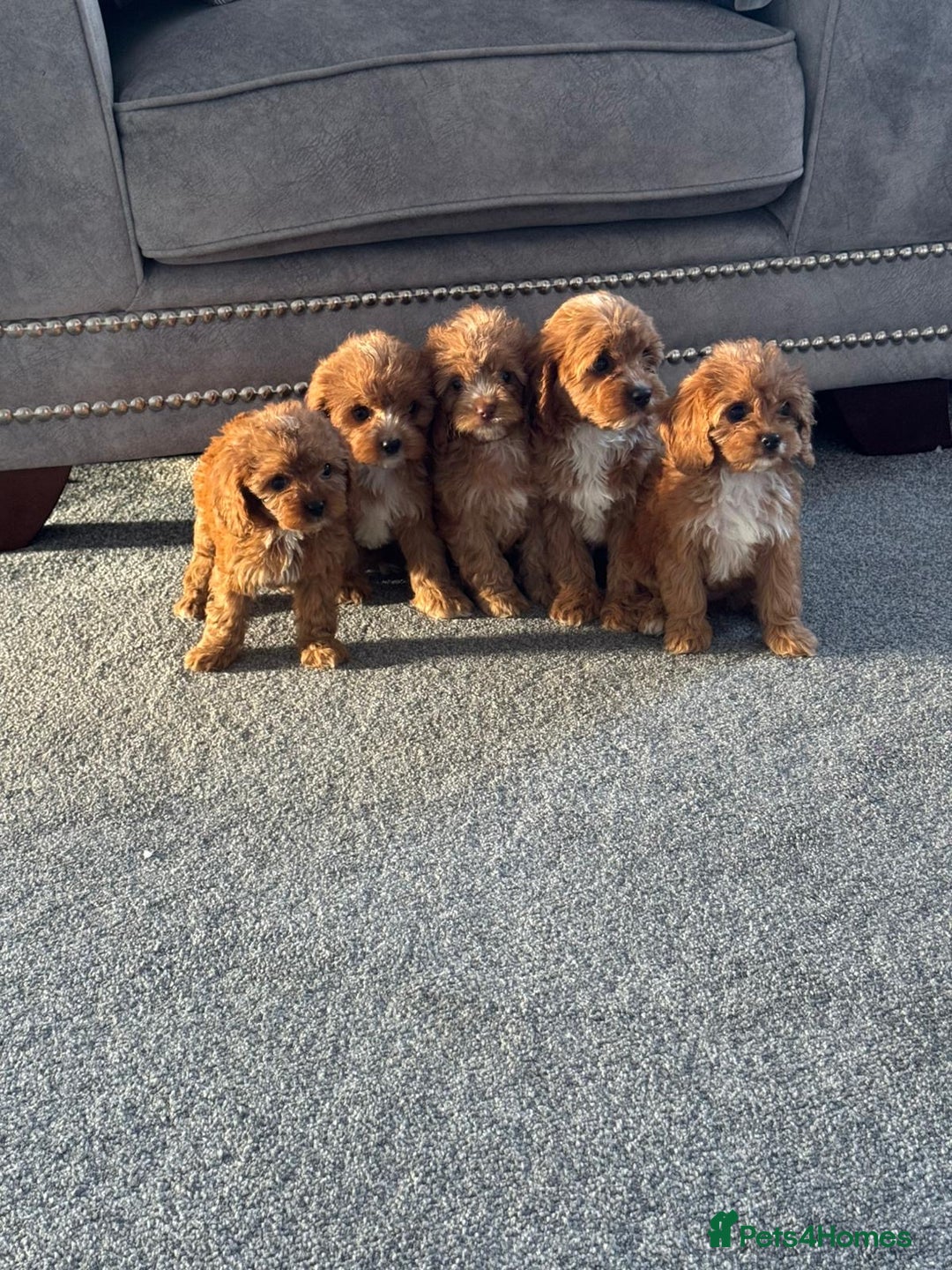 Cavapoo dogs for sale: Stunning F1 Cavapoos kc reg parents  - Image 1