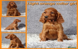 Irish Setter dogs for sale: Outstanding KC Reg Irish Setter puppies  - Image 3