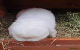 Mini Lop rabbits for sale: Spayed/neutered rabbits Vac RHD2 yurvac - Image 5