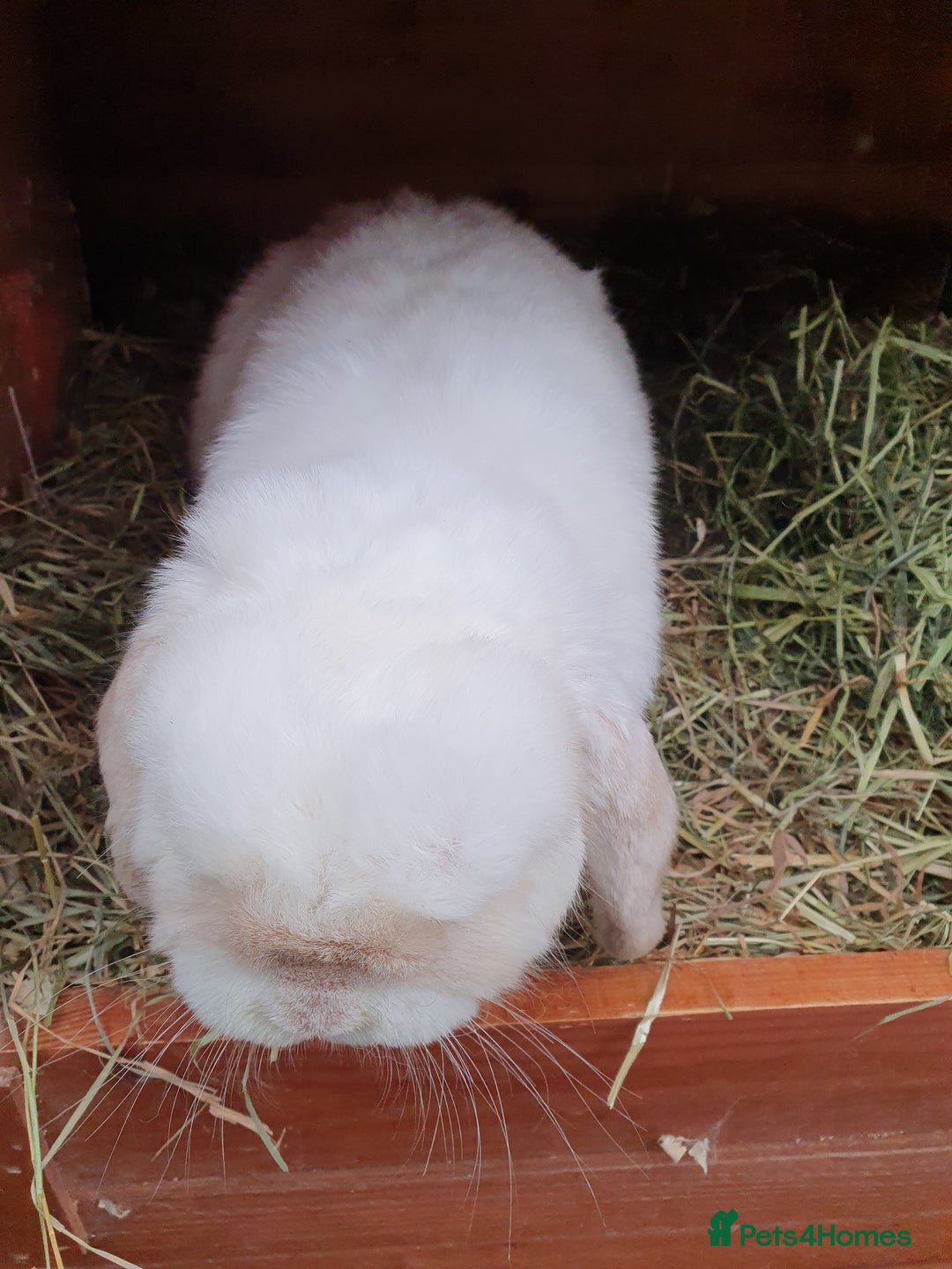 Mini Lop rabbits for sale: Spayed/neutered rabbits Vac RHD2 yurvac - Image 5