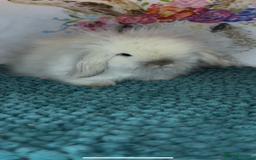 Mini Lion Lop rabbits for sale: Gorgeous fluffy mini lion lop baby bunnies - Image 9