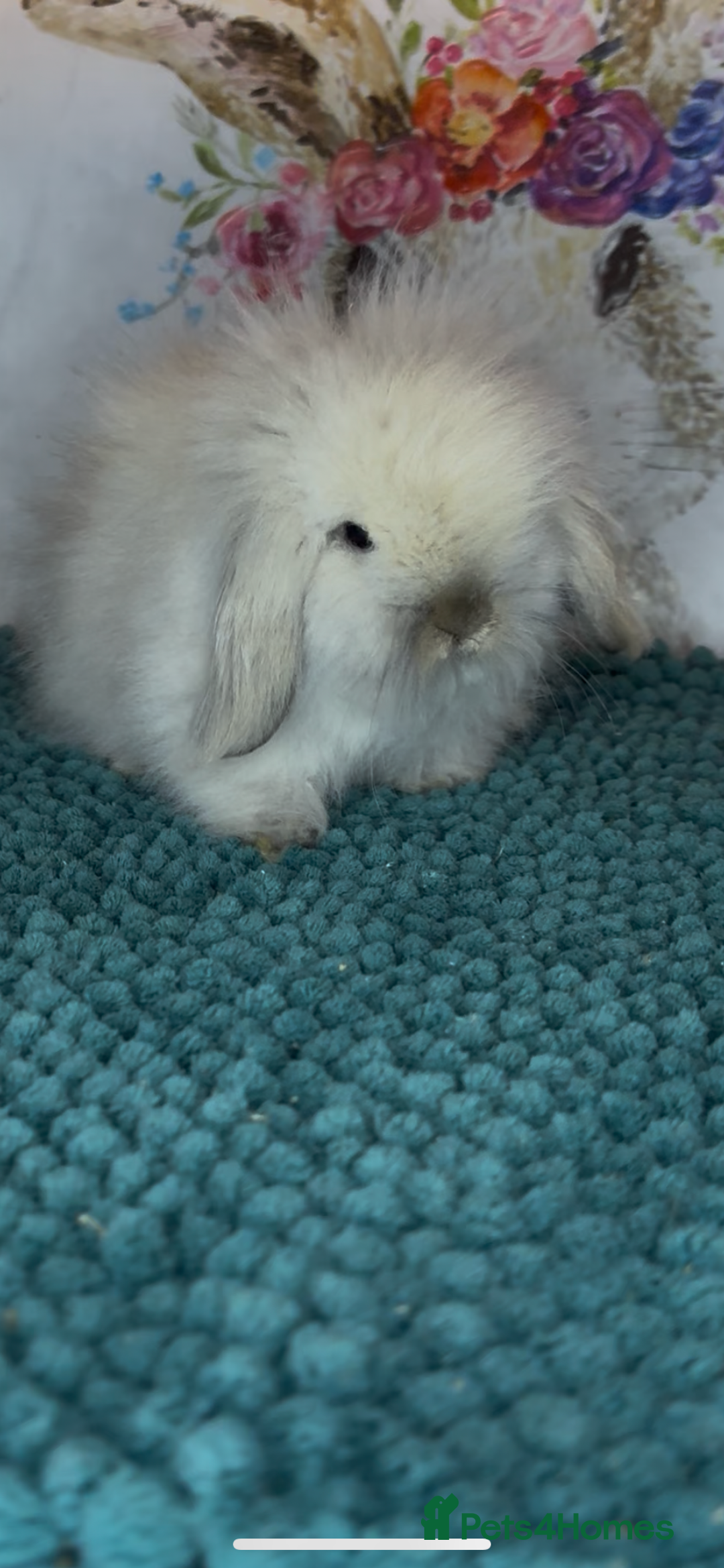 Mini Lion Lop rabbits for sale: Gorgeous fluffy mini lion lop baby bunnies - Image 9