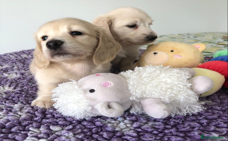 Miniature Dachshund dogs - Advert 9