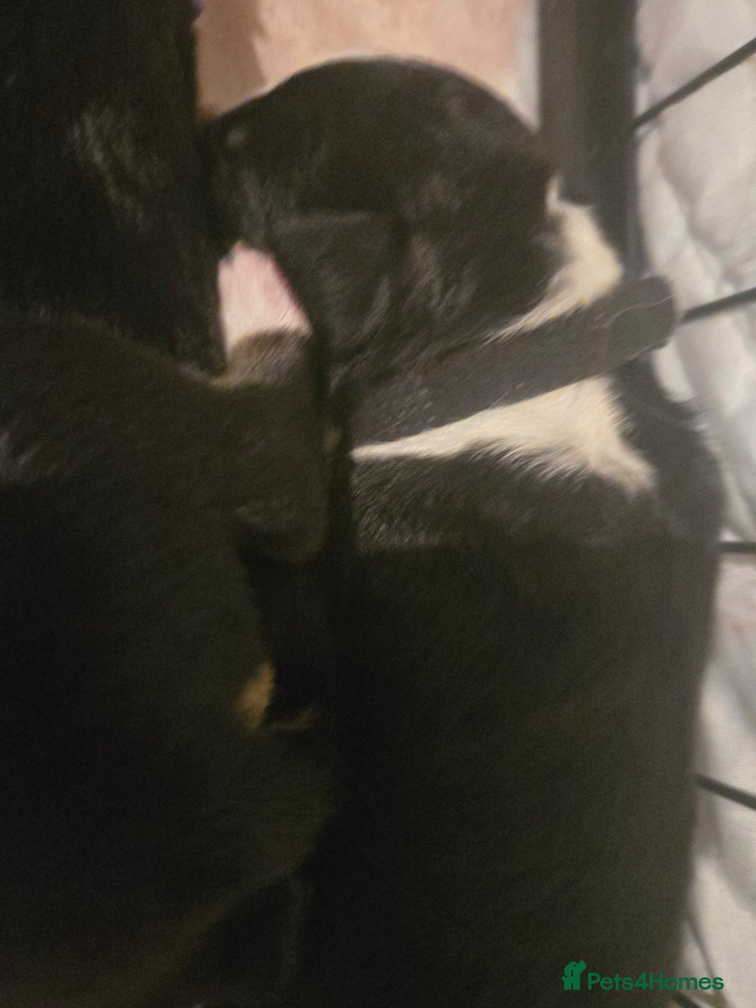 Border Collie dogs for sale: 11 beautiful bored collie puppies  - Image 9