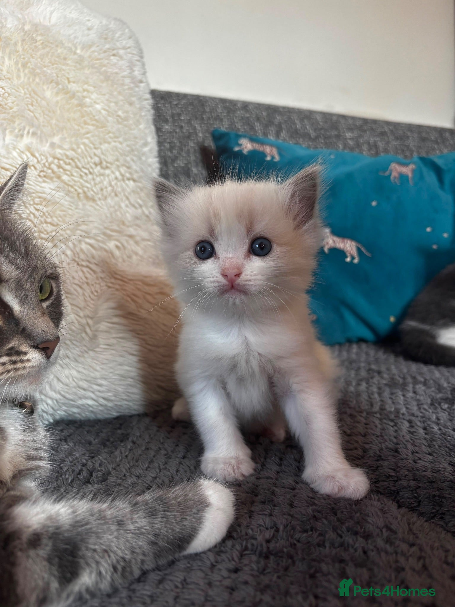 British Shorthair cats Ragdoll x Tabby Grey Adorable Kittens  - Advert 2