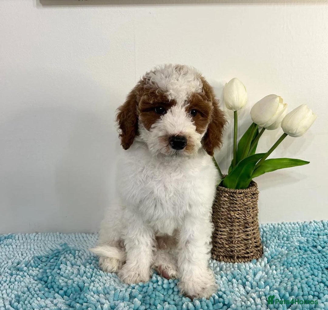 Goldendoodle dogs for sale: Beautiful GoldenDoodle Puppies Ready This Weekend! - Image 14