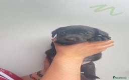 Labrador Retriever dogs for sale: Labrador retriever pups KC Registered - Image 6