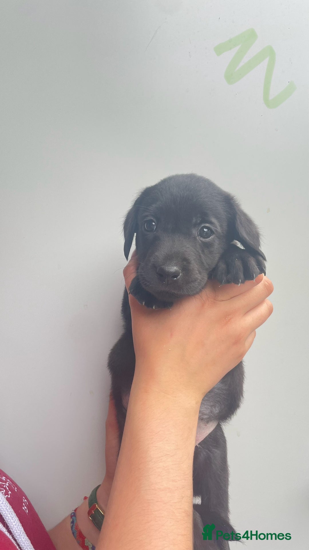 Labrador Retriever dogs for sale: Labrador retriever pups KC Registered - Image 6