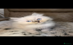 Ragdoll cats for sale: Two ragdoll boys for sale - Advert 2