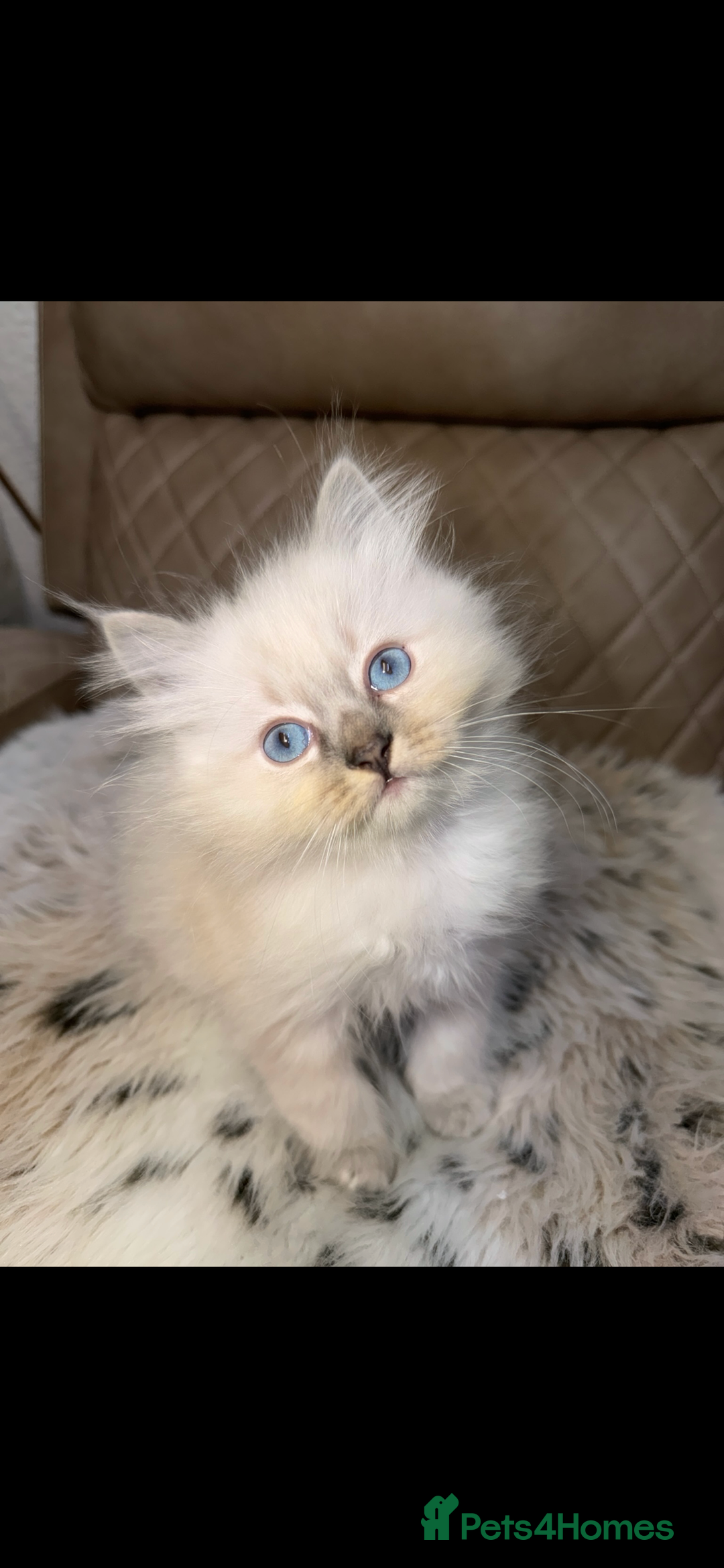 Ragdoll cats for sale: Two ragdoll boys for sale - Advert 2