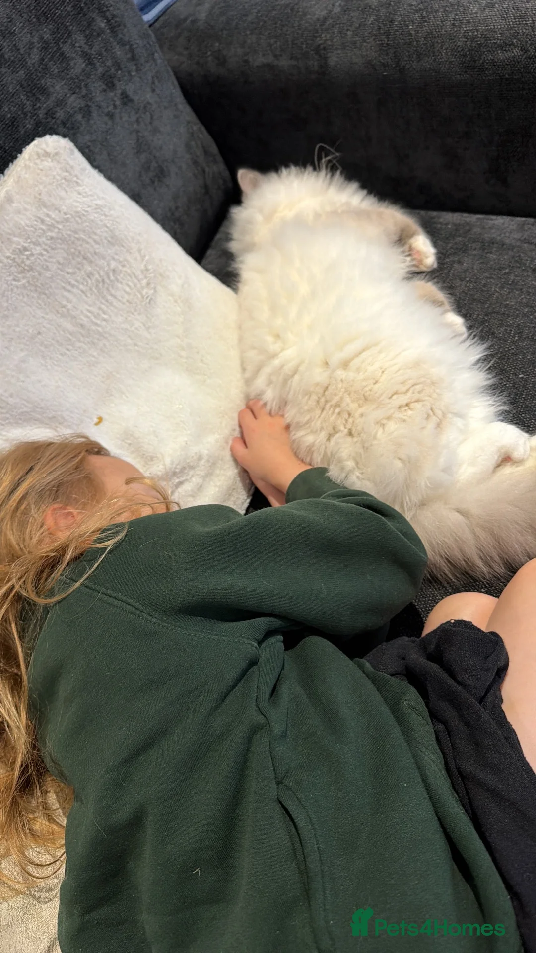 Ragdoll cats for sale: One year old ragdoll female  in Birmingham - Advert 6