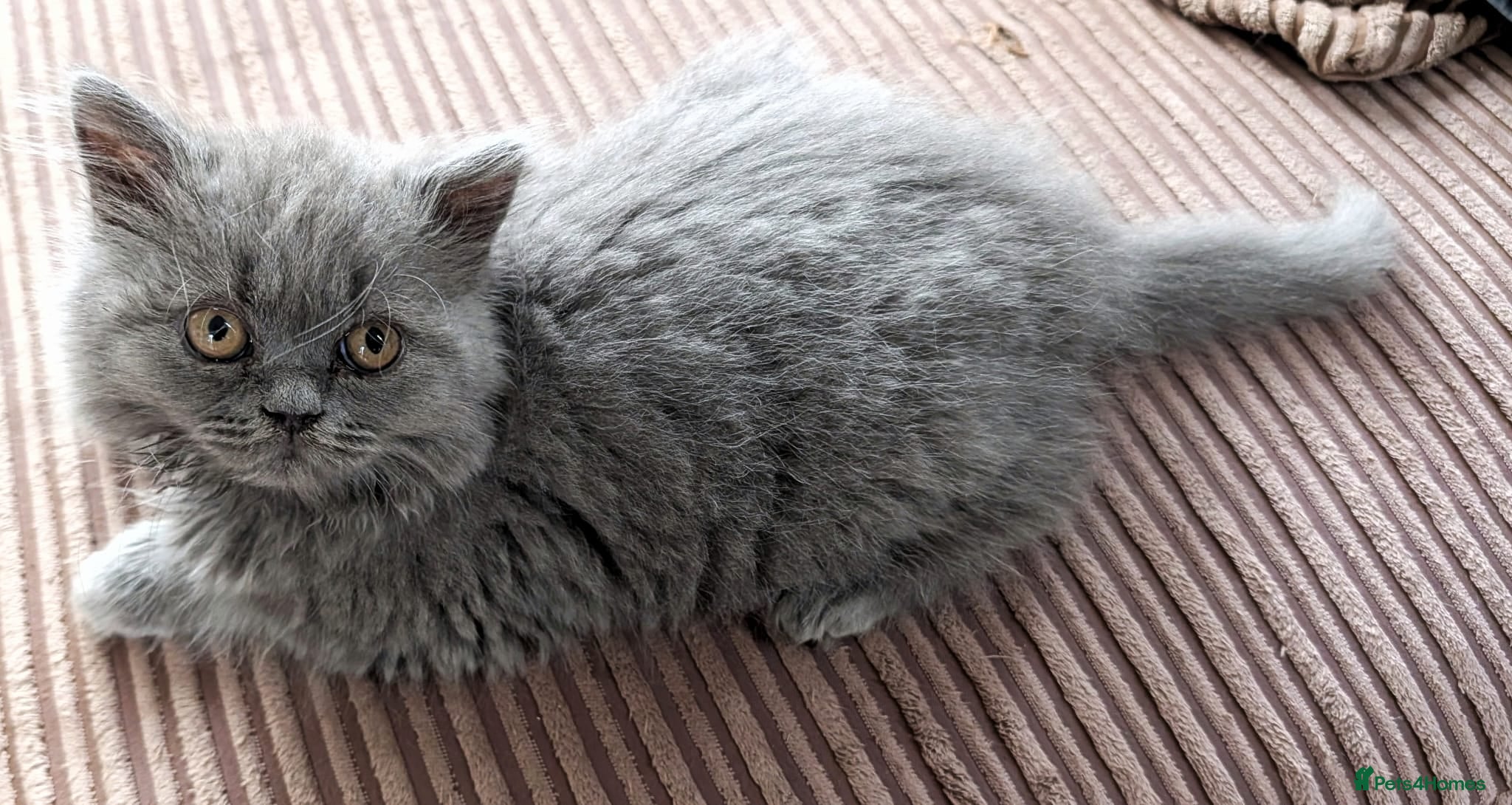 British Shorthair cats Stunning BSH female kittens - Advert 1