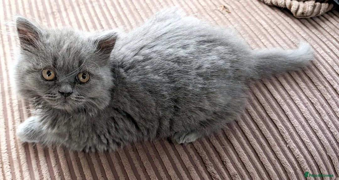 British Shorthair cats for sale: Stunning BSH female kittens - Advert 1