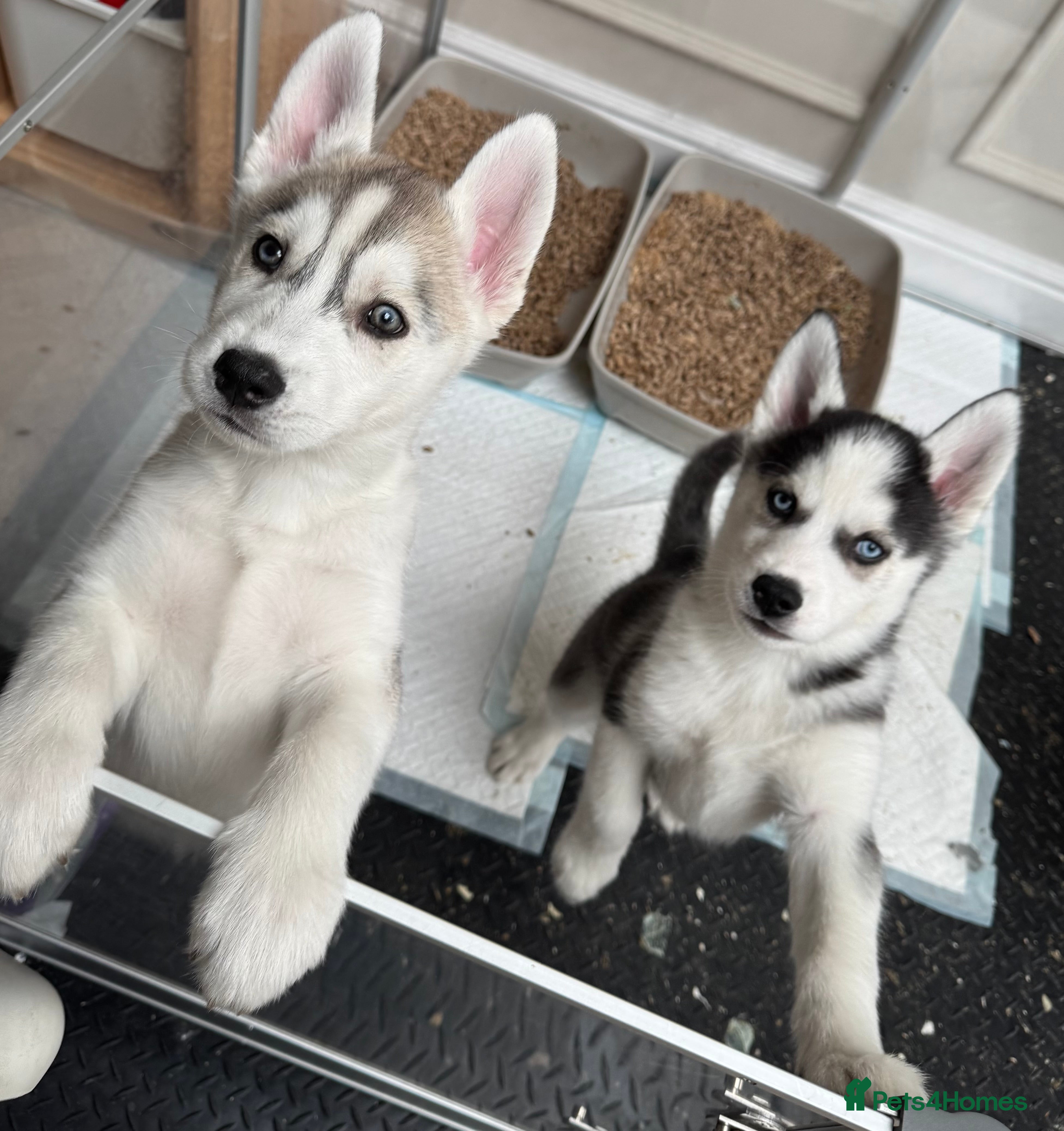 Siberian Husky dogs 2 KC REG SIBERIAN PUPS LEFT (BOYS) READY NOW - Advert 17