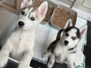 Siberian Husky dogs 2 KC REG SIBERIAN PUPS LEFT (BOYS) READY NOW - Advert 17