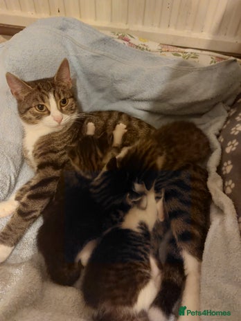 Mixed Breed cats - Advert 5