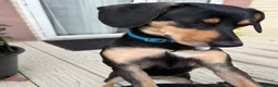 Mixed Breed dogs for adoption: 🌟 CRUZ – 1-YEAR-OLD FEMALE MIXED BREED 🌟 in Southport - Advert 2
