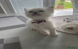 Birman cats for sale: BIRMAN KITTENS  - Image 2