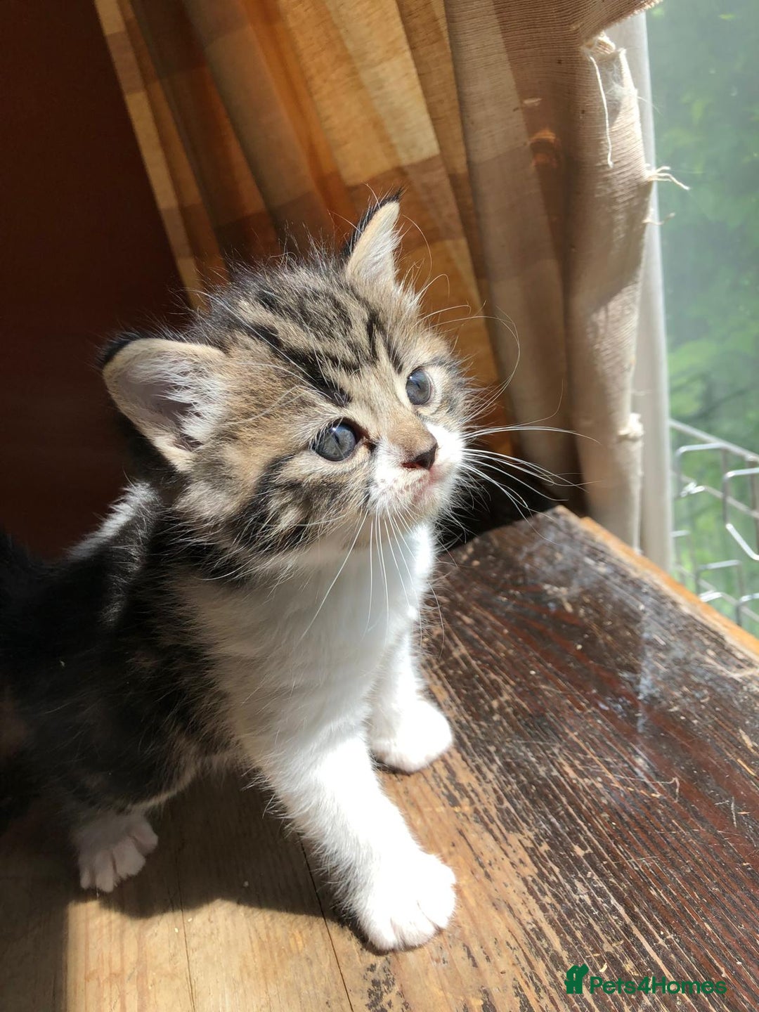 Mixed Breed cats for sale: Persian cross - Image 1