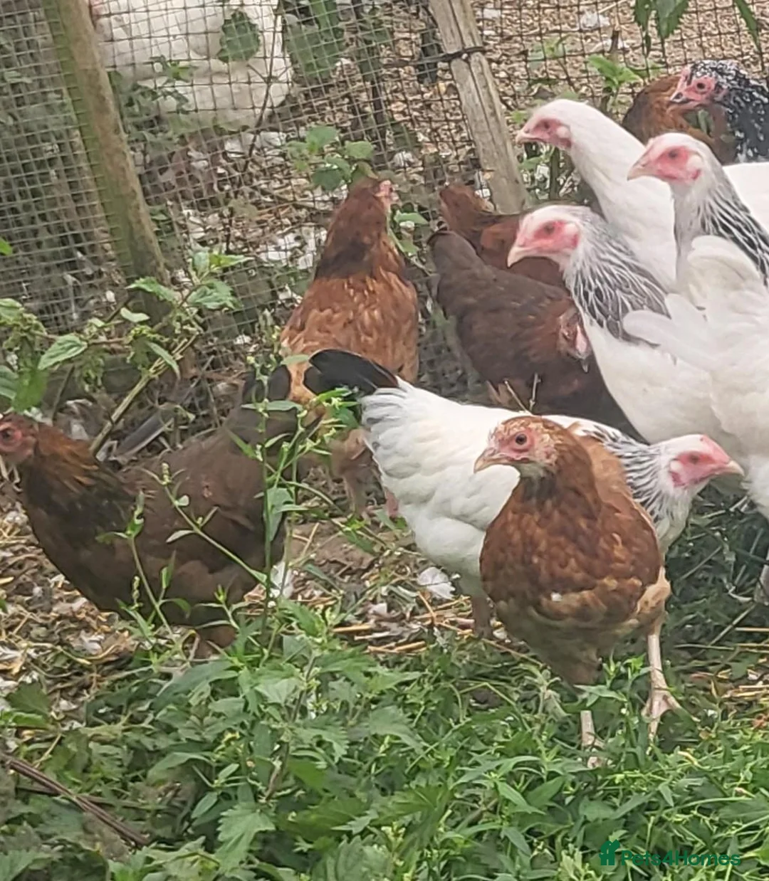 Chickens poultry for sale: POL Sussex bantam hens in a range of colours in Rugby - Advert 3