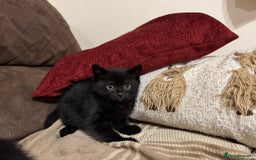 Mixed Breed cats for sale: Kittens for sale - ONLY 2 BLACK MALES REMAINING - Image 6