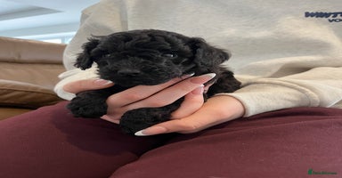 Toy Poodle dogs Beautiful toy poodle puppies  - Advert 5