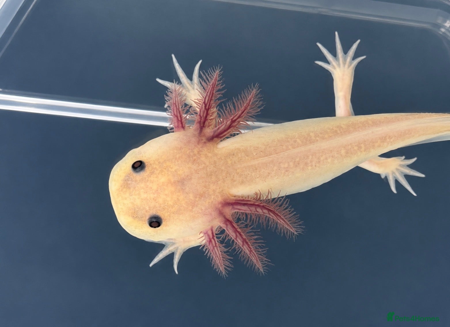 Axolotl reptiles Axolotl juveniles  - Advert 5