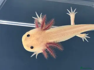 Axolotl reptiles Axolotl juveniles - Advert 5