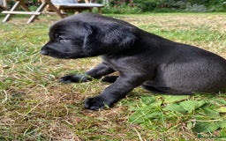 Mixed Breed dogs for sale: Italian Segugio/labrador Easter Love Affair - Image 2